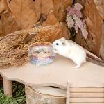 Niteangel Hamster Feeding & Water Bowls- Mount Fuji Series Glass Drinking Bowls for Dwarf Syrian Hamsters Gerbils Mice Rats or Other Similar-Sized Small Pets