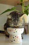 Necoichi Elevated Cat Water Bowl – Ceramic Raised Cat Bowl, Prevents Neck & Whisker Fatigue – Dishwasher & Microwave Safe – Pet Water Bowl for Cats (Sakura Floral, Extra Tall)
