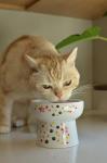 Necoichi Elevated Cat Water Bowl – Ceramic Raised Cat Bowl, Prevents Neck & Whisker Fatigue – Dishwasher & Microwave Safe – Pet Water Bowl for Cats (Sakura Floral, Extra Tall)