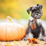 ADOGGYGO Fall Dog Necktie Pet Tuxedo Halloween Thanksgiving Dog Neck Tie Collar with Orange Plaid Tie for Medium Dogs Pets (Medium, Orange)