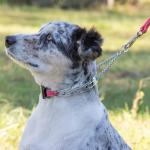 Herm Sprenger Chrome Plated Steel Dog Collar with Quick Release ClicLock Buckle and Biothane Insert Training Collar for Dogs Made in Germany (Passionfruit Pink, 16in x 2.25mm(neck size up to 13-14in))