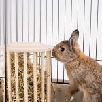 andwe Hay Feeder Less Wasted Wooden Food Feeding Rack for Rabbit Guinea Pig Chinchilla - Standing Pet-self Feeding Hay Manage