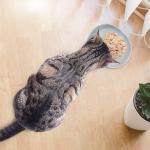 Cat Bowls Silicone Dog Bowls, Non Slip Dog Food Bowls Cat Feeding Bowls, Drinking Bowl Pet Bowl for Dry Food and Wet Food, 10 OZ/330ML Water or Food Bowl for Small Pets, Gray 2pcs