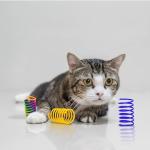 Shizhoo Cat Spring Toy, 30 Pcs Cat Kittens Toys Plastic Colorful Coil Spiral Springs for Swatting, Biting, Hunting, and Active Healthy Play Interactive Toys Indoor Cats