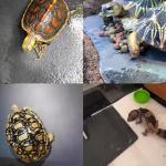 Tfwadmx Reptile Basking Platform Tortoise Feeding Dish Natural Rock Food Bowl Landscape Habitat Decor for Turtle Lizard Bearded Dragon Crested Gecko Snake 2Pcs