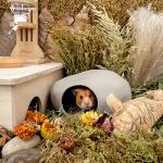 Niteangel Ceramic Hamster Habitat Hideout: - Hideaway House for Syrian Dwarf Hamster Mice Gerbils Lemmings or Other Similar-Sized Small Pet (Stone-Shaped - for Syrian)