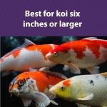 Mazuri | Koi Floating Platinum Nuggets| 20 Pound (20 lb.) Bag