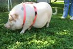 Shelter Pets Stuffed Animals: Miss Pearl - 10" Pink Pig Plush Toy - Based on Real-Life Adopted Pets - American Staffordshire Terrier - Benefiting The Animal Shelters They were Adopted from