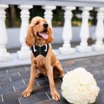 ADOGGYGO Dog Tuxedo, Wedding Birthday Dog Bowtie Collar, Pet Tux Bandana Collar for Extra Small Pets (Black, X-Small)