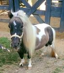 Shelter Pets Series Two: Xena - 10" Grey and White Mini Horse Plush Toy Stuffed Animal - Based on Real-Life Adopted Pets - Benefiting The Animal Shelters They were Adopted from - Miniature
