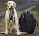 Thin Blue Line Dog Leash Stars & Stripes American Flag