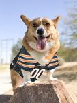 NFL CHICAGO BEARS DOG Jersey, Small