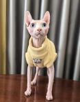 Sphynx Cat Clothes Hairless Cat Warm Fleece Vest Elastic Winter Sweater Outfit, Pet Clothes for Sphynx Cat Coat for Cats and Small Dogs Apparel, Hairless cat Shirts Sweaters (Yolk, Large)
