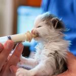 Pet Feeding Syringe -10 Pcs Silicone Feeding Nursing Nipple and 5ML/10ML Feeding Syringe, Pet Nursing Feeding Tools for Kittens Puppies Newborn Animals