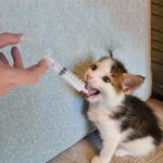 Pet Feeding Kit with Silicone Nipples and Syringes for Kittens, Puppies, Small Animals, 2 Nipples + 2 Syringes (2)