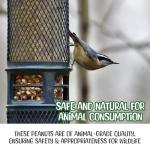 Premium Quality Raw Peanuts in Shell - 1 Pounds – All-Natural Food for Squirrels, Deer, Birds, and Other Wildlife Animals – Grown in The USA for Healthy Nutrition