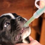 1Pc Green Pill Guns for Dog and Cat, Pet Piller Guns Pill Shooters Cat Tablet Soft Tip Syringes,Cat Pill Shooter,Pet Medicals Feeding Dispenser Tool for Small Animals,Feeding and Watering Supplies