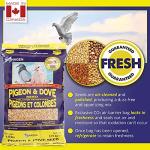 Hagen Pigeon & Dove Seed, Original Formula Bird Food, 6 lb Bag – Nutritionally Complete Seed Mix with Vitamins & Minerals – Wild & Captive Bird Diet – Insect-Resistant Air-Tight Packaging