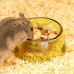 Small Animals Food & Water Bowl Set - 3pcs, Dwarf Hamster & Mice Feeder Bowl with Water Feeder Container