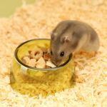 Small Animals Food & Water Bowl Set - 3pcs, Dwarf Hamster & Mice Feeder Bowl with Water Feeder Container