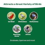 Kaytee Wild Bird Food Basic Seed Blend, 5 lb