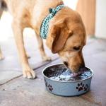 Loving Pets Bella Dog Bowls- Stainless Steel Dog & Cat Bowls - Spill Proof Dog Food Bowl, Cat Bowl, Puppy Essentials & Pet Supplies Great for Home & Travel (Medium 20-25 lbs, Blueberry)