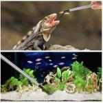 2PCS Stainless Steel Reptile Feeding Tongs with Rubber Tip, 10.6" Straight & Curved Long Tweezers, Perfect for Aquariums & Crafts - Ideal Bearded Dragon Tank Accessories, Terrarium Supplies (Sliver)