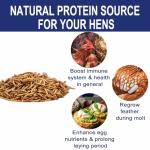 RANZ 5LBS Non-GMO Dried Mealworms for Chickens, High Protein Meal Worms, Premium Chicken Feed, Perfect Bird Food and Chicken Treats, Whole Large Mealworms for Wild Birds, Ducks, Fish