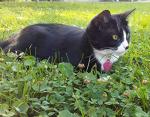 Shelter Pets: Peppa The Tuxedo Cat - 10" Black and White Plush Toy Stuffed Animals - Based on Real-Life Adopted Pets - Benefiting The Kitten and Cats Animal Shelters They were Adopted from