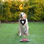ADOGGYGO Formal Dog Tuxedo, Wedding Dog Bandana Collar with Bowtie, Adjustable Pet Birthday Wedding Tux Outfit for Extra Large Dogs (XL, Black)
