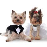 IDOMIK Dog Tuxedo for Small Medium Large Doggie, Detachable Dog Formal Wedding Suit with Tuxedo Vest & Bow Ties Collar & Bandana Scarf Set, Wedding Attire Shirt for Birthday Party Costume
