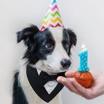 FUAMEY Dog Tuxedo for Small Dogs,Dog Formal Suit Dogs Attire Pet Bow Tie Puppy Party Costumes Cat Tux Outfits Pets Bandana Cosplay Adjustable Bowties Wedding Birthday Valentines Black S