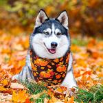 Whaline 4 Pack Fall Dog Bandanas Reversible Halloween Triangle Bibs Pumpkin Ghost Bat Pet Scarf Thanksgiving Washable Cotton Pet Neckerchief for Medium Large Pets Cats Dogs