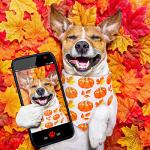 Whaline 4 Pack Fall Dog Bandanas Reversible Halloween Triangle Bibs Pumpkin Ghost Bat Pet Scarf Thanksgiving Washable Cotton Pet Neckerchief for Medium Large Pets Cats Dogs