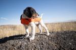 Carhartt Firm Duck Insulated Dog Chore Coat, Durable Weather Resistant Coat for Cold and Windy Conditions, Contains PFAS (Hunter Orange), Large
