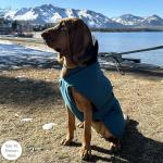 PetRageous 7303TXL Juneau Waterproof Cold Weather Dog Coat with Full Chest Coverage Leash Opening 23-Inch Long Heavyweight Jacket for Extra Large Breeds, Teal