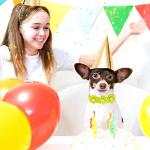 Reginary 80 Pcs Dog Bowtie Flower Collar Girl Dog Accessories Adjustable Girl Puppy Collars Cat Bow Tie Flower with Diamond Crystal for Cats Pet Summer Birthday Party Christmas Wedding Supplies