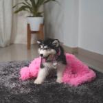 Puptail Dog Dress With Lovely Bandana - Clothes for Medium and Large Dogs Like Shih Tzu, Labrador, Golden Retriever, Pug and Cat - XXL Pink