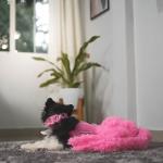 Puptail Dog Dress With Lovely Bandana - Clothes for Medium and Large Dogs Like Shih Tzu, Labrador, Golden Retriever, Pug and Cat - XXL Pink