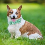 Reginary 80 Pcs Dog Bowtie Flower Collar Girl Dog Accessories Adjustable Girl Puppy Collars Cat Bow Tie Flower with Diamond Crystal for Cats Pet Summer Birthday Party Christmas Wedding Supplies