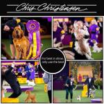 Chris Christensen 20 mm Oblong Pin Dog Brush, Fusion Series, Groom Like a Professional, Brass Pins, 100% Static Free, Ground and Polished Tips