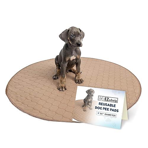 Pet Training