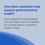Nutramax Laboratories Cobalequin B12 Supplement for Medium to Large Dogs, 45 Chewable Tablets, Hydrolyzed Chicken, 2.08 ounces