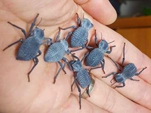 Blue Death Feigning Beetle BDFB (Group of 6) - Fun and Easy Care - Live Ironclad Beetle! *Special: Get 2 Free Smooth Death Feigning Beetles (A laevis) with Every Order of 6 Blues!