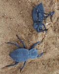 Blue Death Feigning Beetle BDFB (Group of 6) - Fun and Easy Care - Live Ironclad Beetle! *Special: Get 2 Free Smooth Death Feigning Beetles (A laevis) with Every Order of 6 Blues!