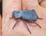 Blue Death Feigning Beetle BDFB (Group of 6) - Fun and Easy Care - Live Ironclad Beetle! *Special: Get 2 Free Smooth Death Feigning Beetles (A laevis) with Every Order of 6 Blues!