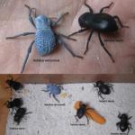 Blue Death Feigning Beetle BDFB (Group of 6) - Fun and Easy Care - Live Ironclad Beetle! *Special: Get 2 Free Smooth Death Feigning Beetles (A laevis) with Every Order of 6 Blues!