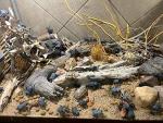 Blue Death Feigning Beetle BDFB (Group of 6) - Fun and Easy Care - Live Ironclad Beetle! *Special: Get 2 Free Smooth Death Feigning Beetles (A laevis) with Every Order of 6 Blues!
