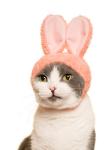 Kitan Club Cat Cap - Pet Hat Blind Box Includes 1 of 5 Cute Styles - Soft, Comfortable - Authentic Japanese Kawaii Design - Animal-Safe Materials, Premium Quality (Rabbit)