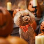 Lionet Paws Fall Halloween Dog Collar with Sailor Bow, Cute Bat Pumpkin Dog Collar for Small Dogs, Adjustable Cotton Orange Pet Collars Puppy Collar for Small Dogs